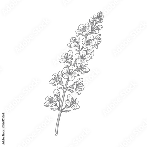 Elegant botanical illustration of a delicate flowering plant stem with blossoms Vector, illustration