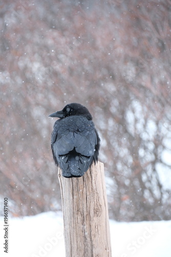 bird on a fence : Crow