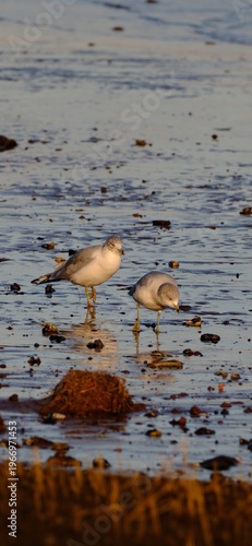 Seagulls