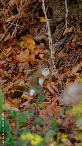 Squirrel in fall