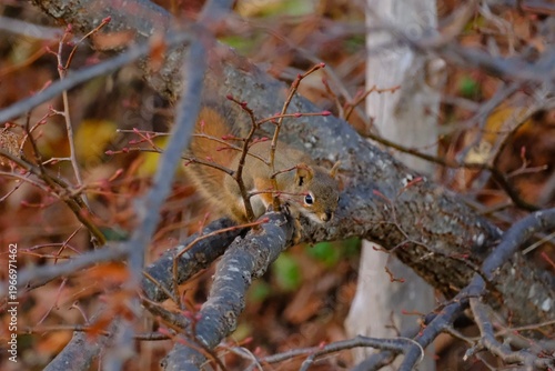 squirrel on a branch