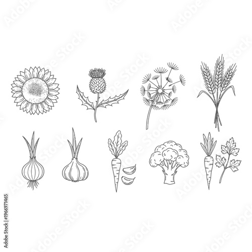 Illustrations of various flowers, vegetables, and herbs commonly used in cooking and gardening