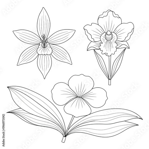 Botanical illustrations of three different types of delicate flowers and leaves