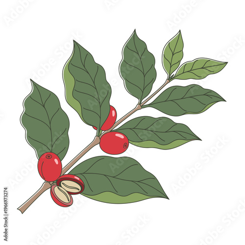 Fresh coffee cherries growing on a coffee plant branch with leaves and seeds