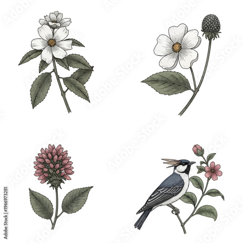 Elegant botanical illustrations featuring flowers and a bird in a natural setting