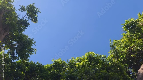 Sunlight Through Green Tree Leaves Against Clear Blue Sky with copyspace, Peaceful Nature View