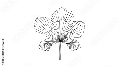 Tropical Fan Palm Leaf Line Art Vector - Botanical Illustration for Design