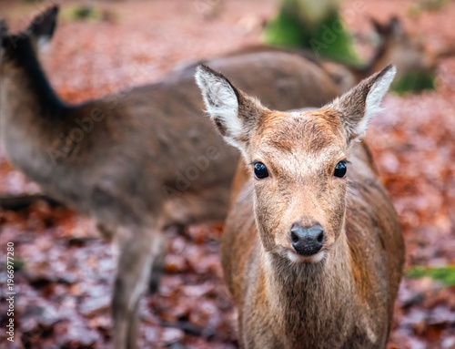 Close Up Portrait Of A Young Deer In The Autumn Forest