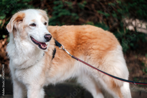 Portrait Of A Beautiful Golden Retriever Mixed Breed Dog On A Leash