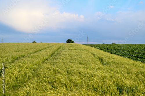 Konstfotografi Spring wheat fields