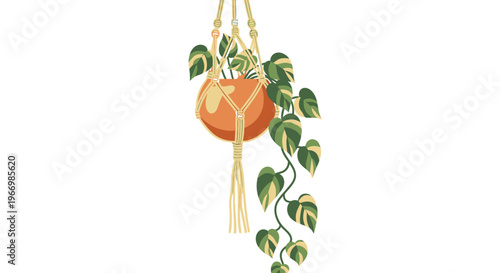 Vine Plant in Orange Macrame Hanger on White Background