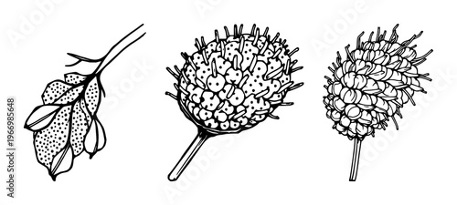 Banksia pod set with intricate black line art texture on white background featuring botanical, plant, nature with foliage and texture