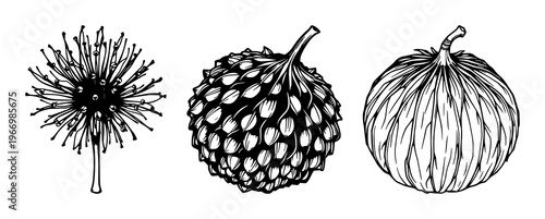 Sycamore seed ball set with black line art illustration on white background featuring botanical, seed, nature illustration with simple and minimalist