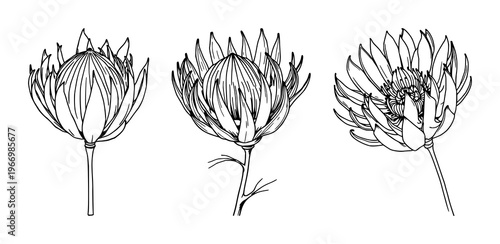 Protea set with black line art design of dried protea flowers on a stark white background featuring protea, line art, botanical with minimalist and elegance