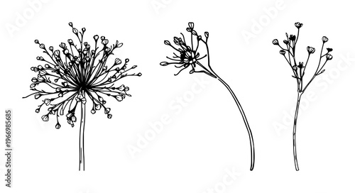 Plant set with black line art illustration of a dried honesty plant on white background featuring botanical, vector, illustration with minimalism and detail