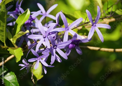 Closeup of vibrant purple and star-shaped Queen's Wreath vine flowers blooming on a branch against a blurred green background.