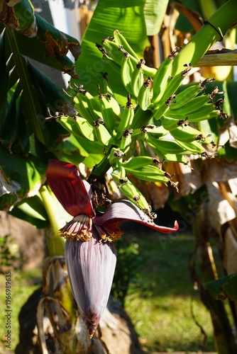 Green banana bunch grows on a tree above a large, teardrop-shaped purple blossom