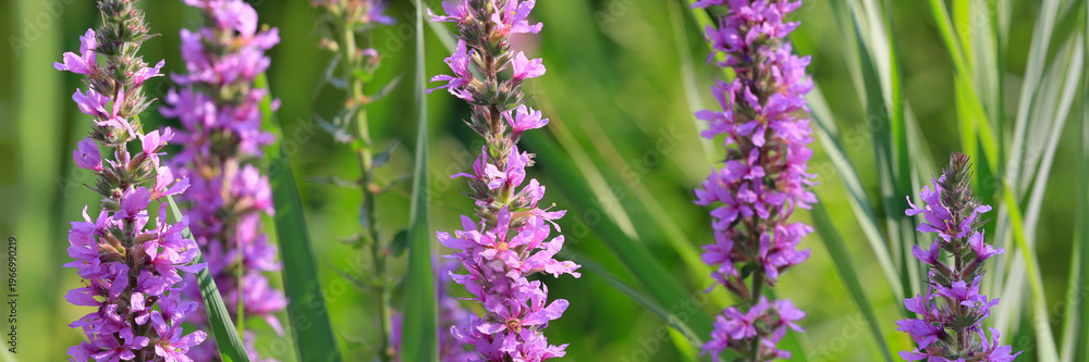 Obraz premium Gewöhnliche Blutweiderich (Lythrum salicaria) mit Blüten, Panorama 