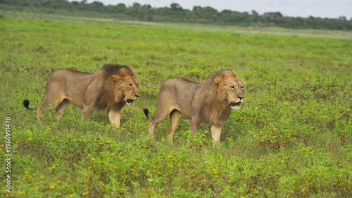 Two powerful male lions with majestic manes walking through lush green grasslands of Conservation Area, showcasing wild nature