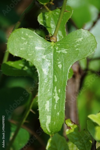Closeup of Smilax auriculata, a three-lobed green leaf with pale patches and fine marginal spines on a thin stem.