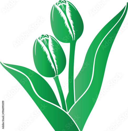 Two green tulip buds with pointed petals and long leaves on a white background flower leaf