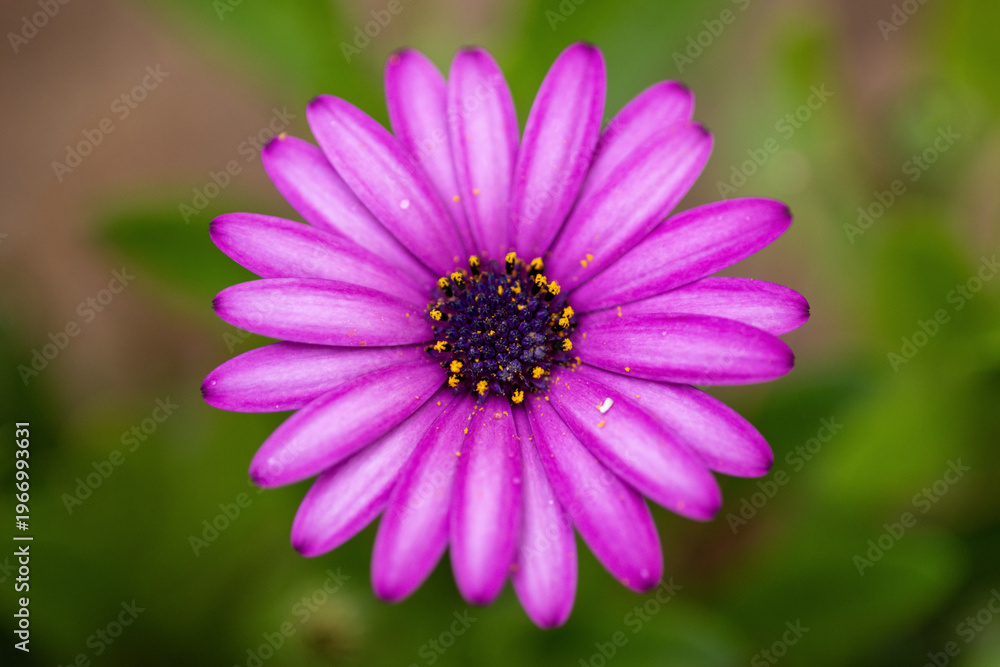 Fototapeta premium Gros plan sur des une marguerite africaine