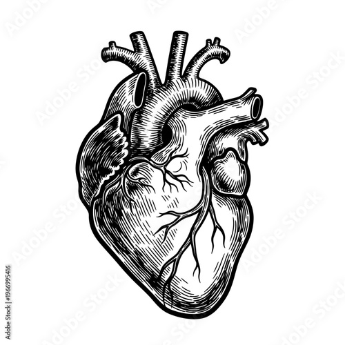 Detailed illustration of human heart.