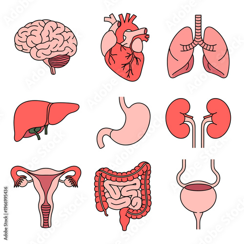 Human body organs illustrations including brain heart lungs liver stomach kidneys and intestines