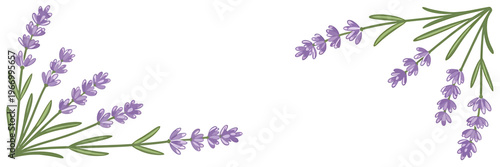 Lavender flowers and leaves on transparent background for decoration  floral design elements
