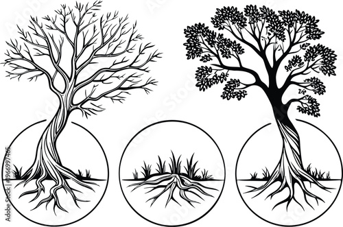 Black and white of trees with roots and magnified roots