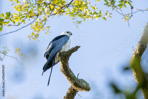 Konstfotografi A majestic swallow-tailed kite (Elanoides forficatus) perched in southwest Flori