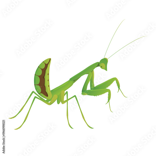 Praying mantis on a white background in a simple vector design demonstrating the physiological structure of the insect and its features.