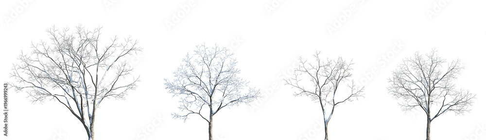 Fototapeta premium Set of winter Acer saccharum (the sugar maple) frontal set street trees isolated png in sunny daylight on a transparent background perfectly cutout