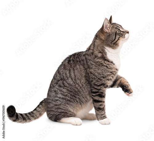 Gray tabby cat sitting with raised paw and looking up on white isolated background, side view