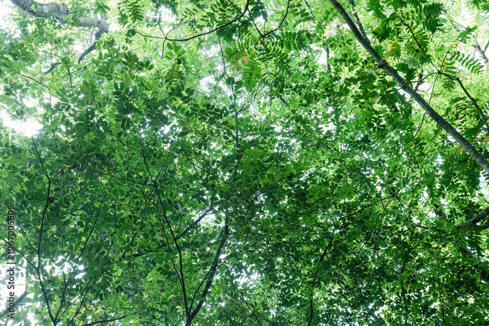 Fototapeta premium Dense crown texture with layered leaves against bright sky. Upward forest cover for organic lifestyle promotion. Verdant canopy network expressing shade balance and calm