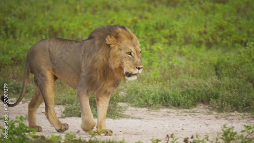 Male lion with majestic mane walking across grassy african savanna during day, power and grace while patrolling territory in a national park