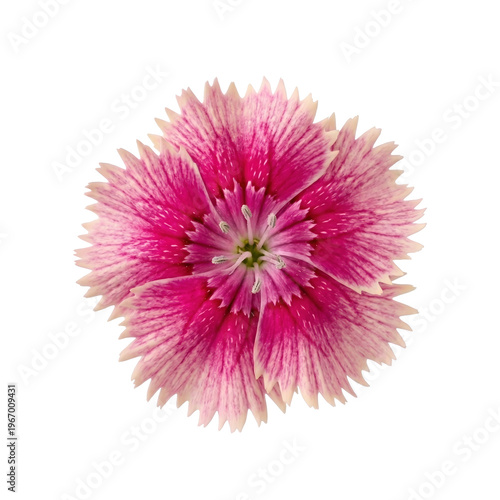 Vibrant pink dianthus bloom exhibits fringed white edges and detailed stripes.