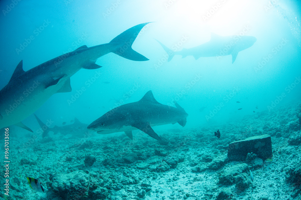 Obraz premium Tiger sharks swim underwater near coral reef, highlighting the need for ocean and shark conservation in tropical waters