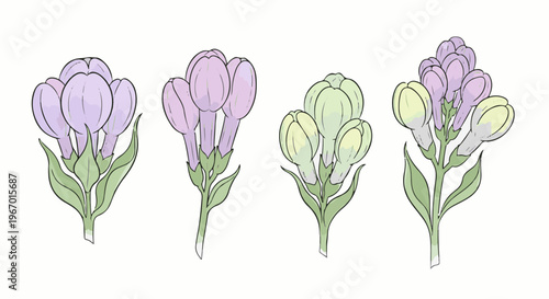 Four detailed botanical illustrations of flower buds in varying stages of development