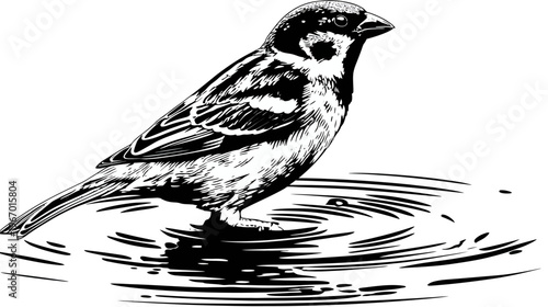 Sparrow illustration standing on water ripples black and white artwork