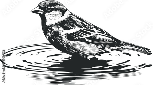 Sparrow resting on water black and white illustration of bird and ripples