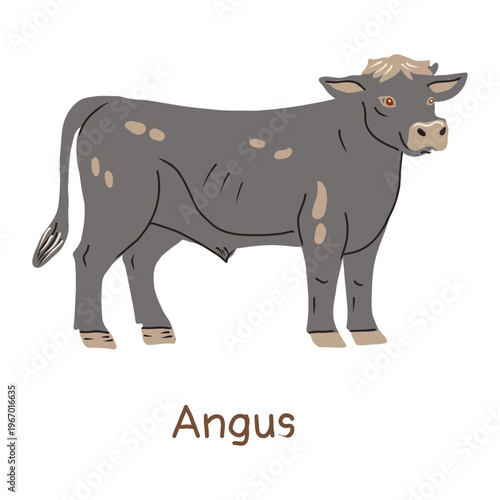 Black cow Angus breed. Hand drawn vector illustration.