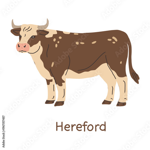 Cow Hereford breed. Hand drawn vector illustration.