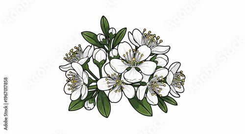 Delicate white blossoms with green leaves and buds bloom vibrantly
