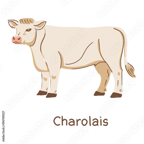 White cow Charolais breed. Hand drawn vector illustration.