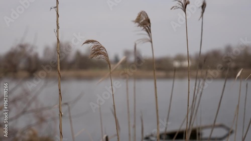 Close-up of dry reed plants near water on a calm day. Selective focus on stems with blurred background of river or lake. Natural landscape, outdoor environment, seasonal change concept