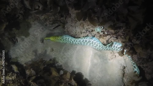 Tiger snake eel (Myrichthys maculosus) swimming and wriggling along sandy bottom among corals at night in flashlight beam. Natural nocturnal marine behavior underwater. Filmed in Nha Trang, Vietnam.