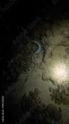 Tiger snake eel (Myrichthys maculosus) swimming and wriggling along sandy bottom among corals at night in flashlight beam. Natural nocturnal marine behavior underwater. Filmed in Nha Trang, Vietnam.