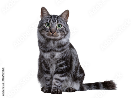 Foto Beautiful grey tabby cat with vibrant green eyes, sitting attentively and lookin
