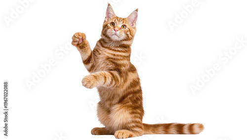 Schilderij op canvas Orange tabby cat playing, isolated on transparent background